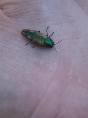 Buprestis viridisuturalis