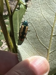 Buprestis viridisuturalis