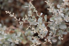 Chenopodium auricomum