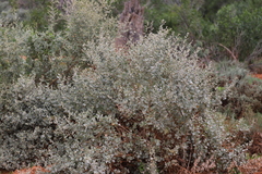 Chenopodium auricomum