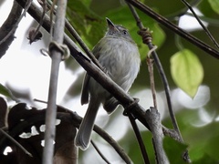 Hemitriccus griseipectus