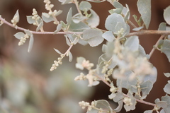 Chenopodium auricomum