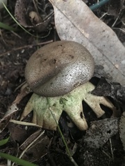 Myriostoma australianum