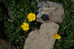 Ranunculus oreophytus