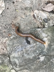 Thyropygus allevatus