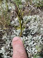 Botrychium lanceolatum
