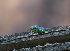 Chrysis nisseri