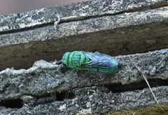 Chrysis nisseri