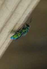 Chrysis nisseri