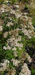 Achillea millefolium