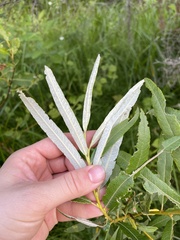 Salix pellita