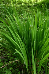 Iris milesii