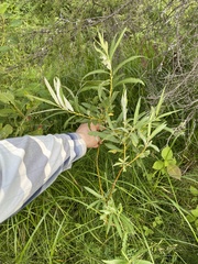 Salix pellita