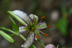 Lilium polyphyllum