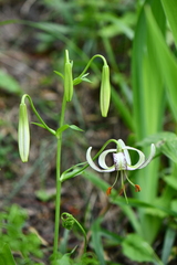 Lilium polyphyllum