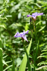 Iris milesii