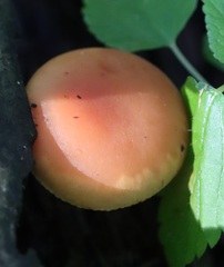 Rhodotus palmatus