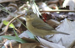 Sporophila caerulescens