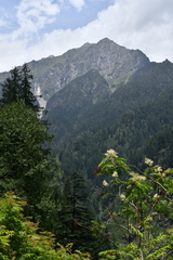 Sorbaria tomentosa