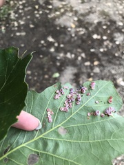 Phylloteras volutellae