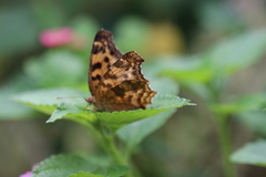 Polygonia c-aureum