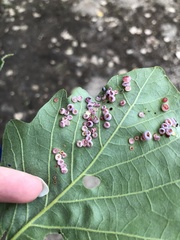Phylloteras volutellae