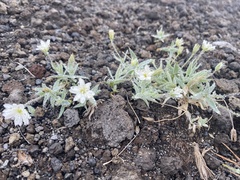 Stellaria eschscholtziana