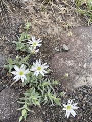 Stellaria eschscholtziana