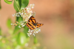 Symbrenthia hypselis