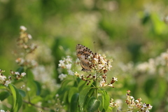 Symbrenthia hypselis