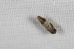 Scaphoideus obtusus