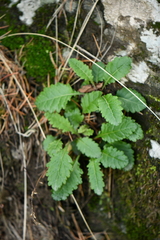 Wulfeniopsis