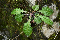 Wulfeniopsis