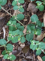 Euphorbia serpens