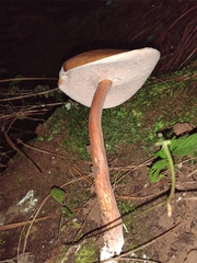 Austroboletus gracilis
