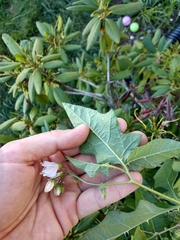 Solanum carolinense