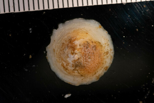 Calyptraea fastigiata observed 2022-07-25