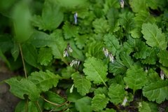 Wulfeniopsis
