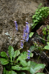 Wulfeniopsis