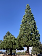 Sequoiadendron giganteum