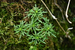 Rhodiola sinuata