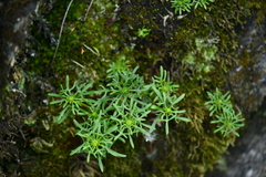 Rhodiola sinuata