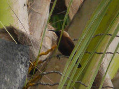 Chalcomitra fuliginosa