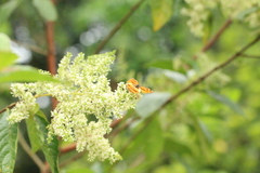 Symbrenthia hypselis