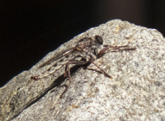Machimus griseus