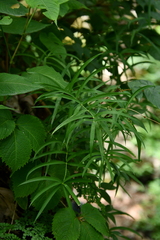 Polygonatum verticillatum