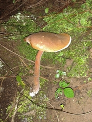 Austroboletus gracilis