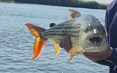 Hydrocynus vittatus