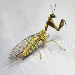 Leptomantispa pulchella