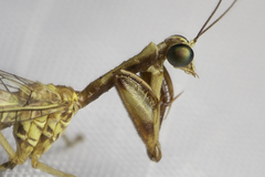 Leptomantispa pulchella